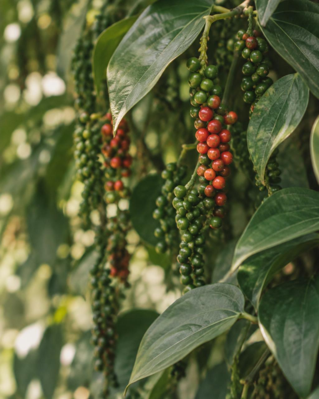 Pepper vine with green and ripening red peppercorns
